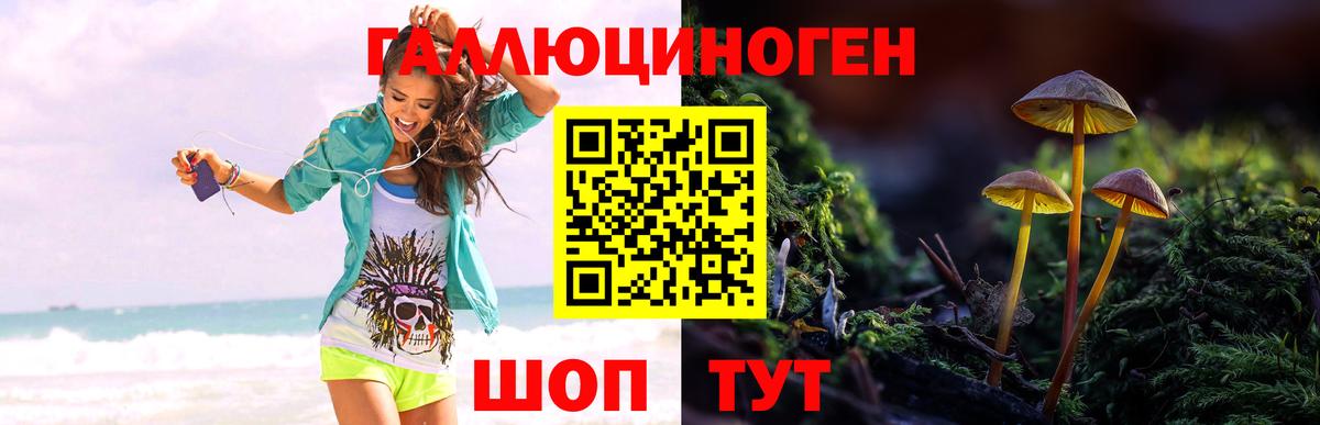 Галлюциногенные грибы Psilocybe  Вход с VPN  Ефремов  Галлюциногенные грибы прущие грибы 